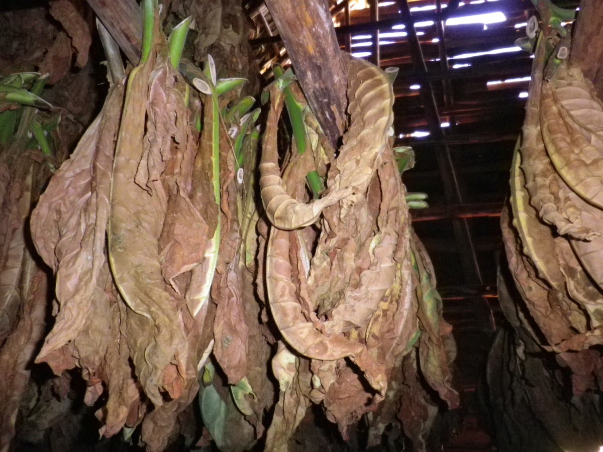 Tobacco Farm17.jpg